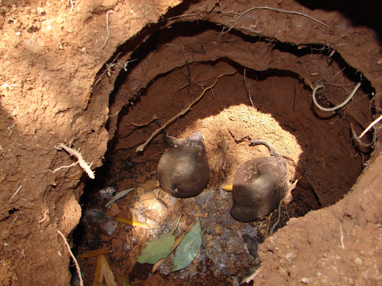 在长兴竹林里挖到了珍稀药材雷震子