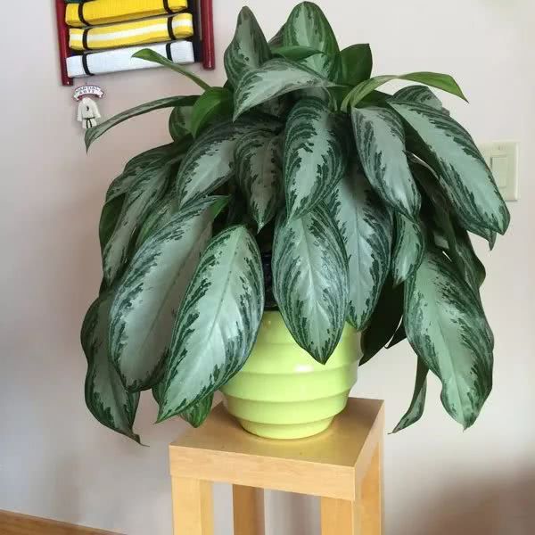 在阴暗的室内越能茁壮生长的10种花卉你家里养了哪几盆