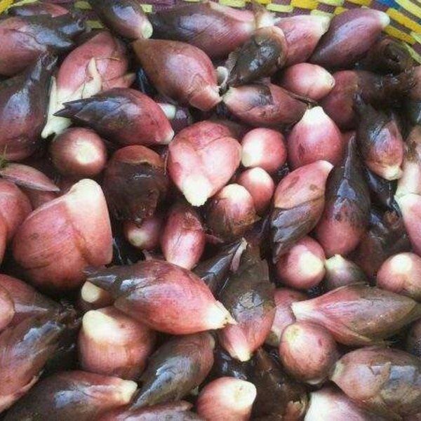 洋合笋估计大家都比较陌生,但说到它的别名阳荷,茗荷,毛葶玉风花,野阳