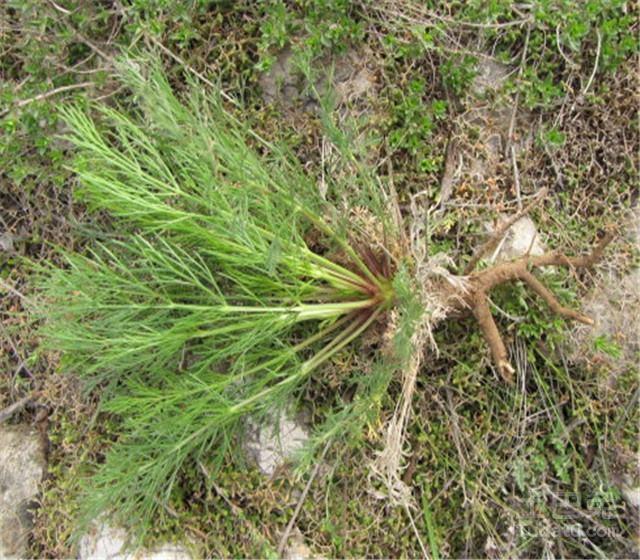 农村这种野草, 名字叫老头草, 有治疗喉咙痛的功效