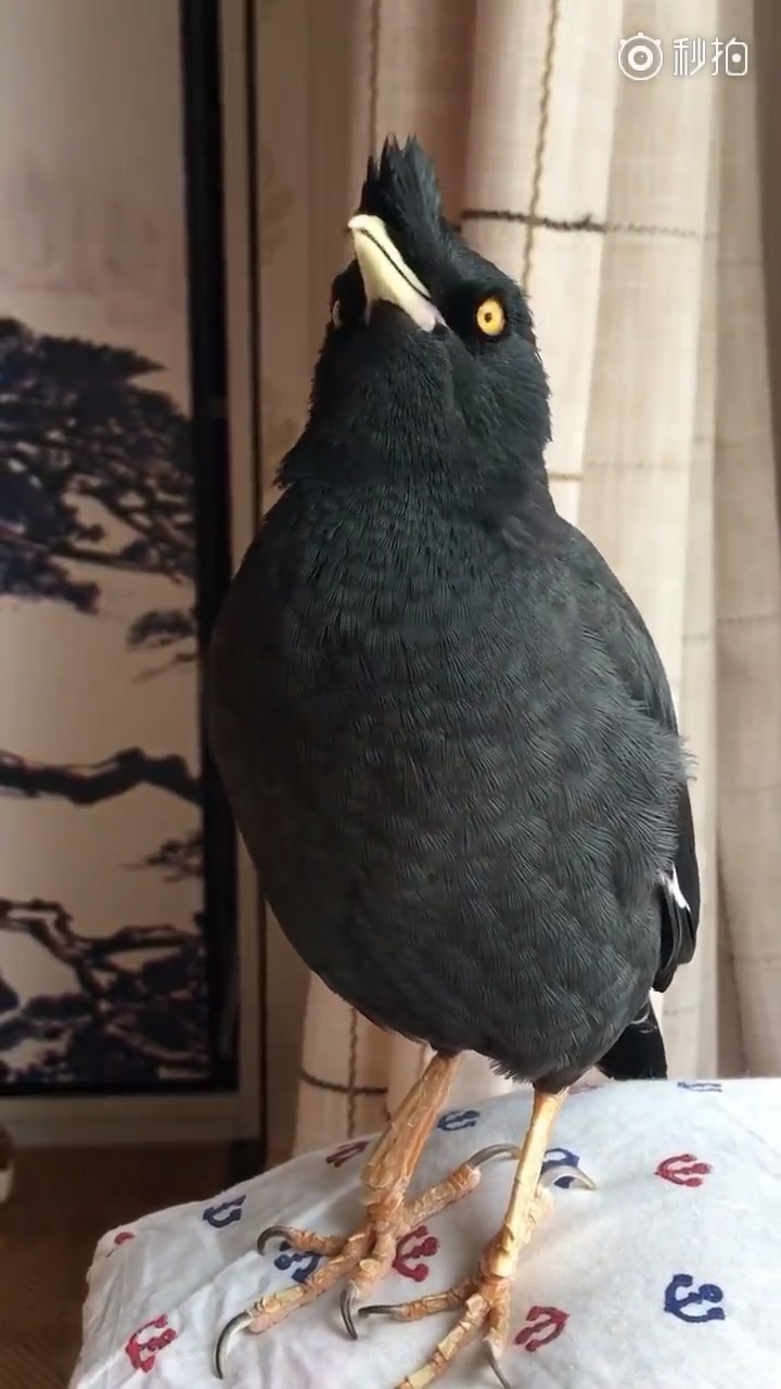竟然能和人对话,还会唱歌,这只大黑鸟要成精了! 创造101运动教.
