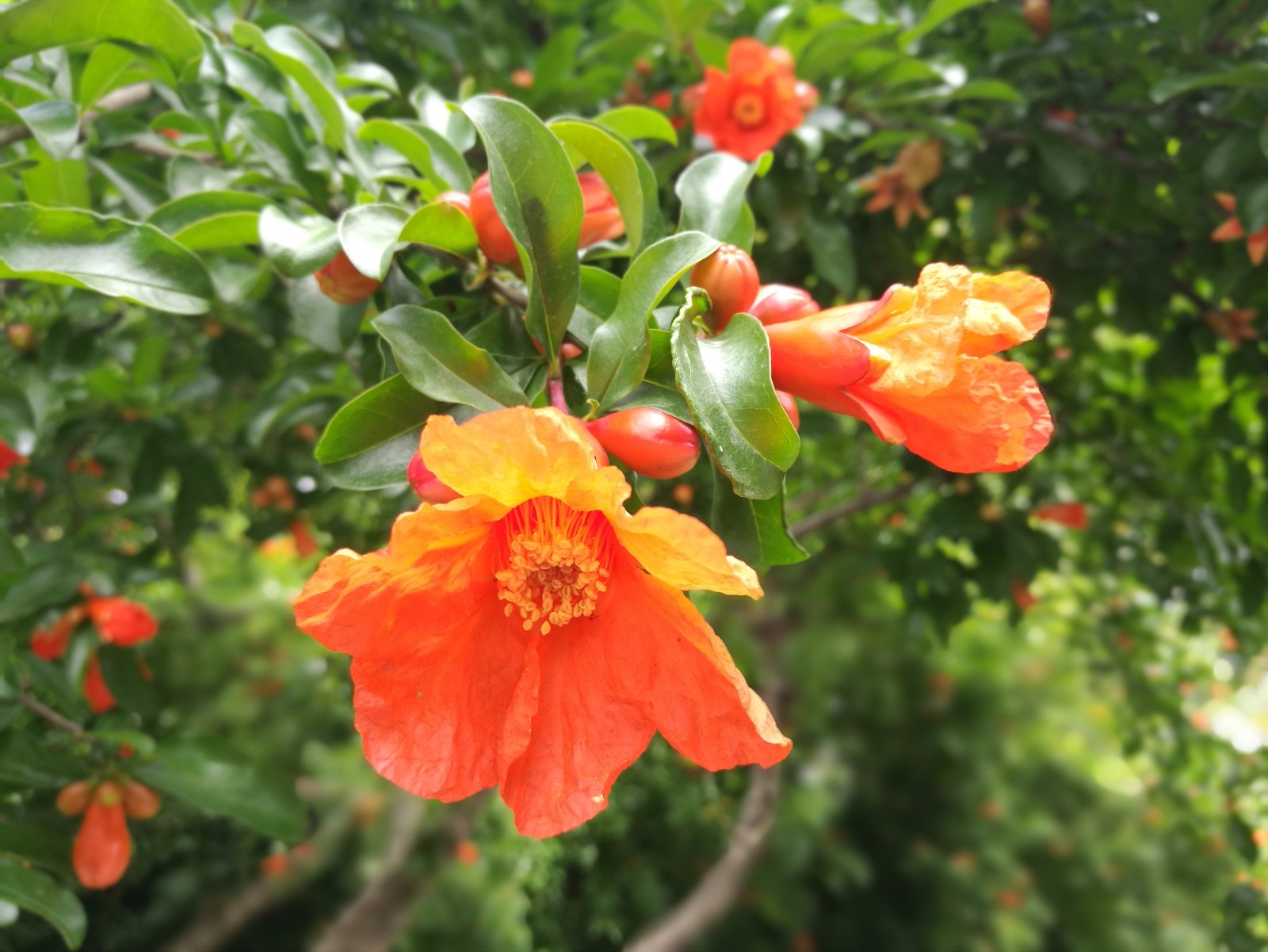 安徽合肥:包公园石榴花盛开