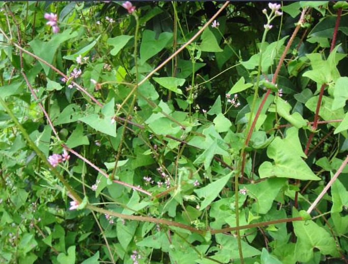 它的学名是扛板归,也有的地方叫它老虎刺,河白草,退血草等