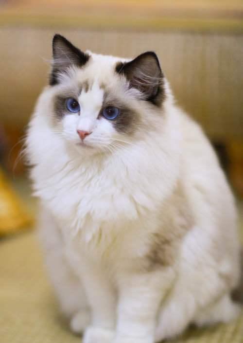 颜值碾压!盛世美颜布偶猫遇上会拍照的主人