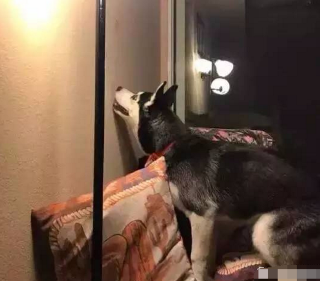 狗狗半夜狂叫不止,惊醒的主人起床一看后,瞬间哭笑不得|狗狗|主人|女子_新浪新闻