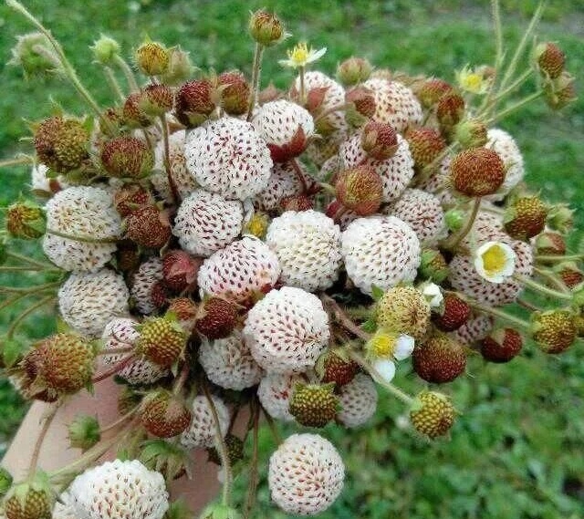 再过一个月农村的白泡儿熟了味道像蜜桃你吃过吗