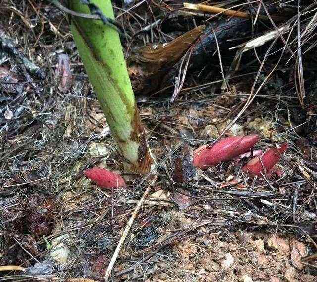 元藿的味道辛辣,十分独特,可以切碎或者整儿的炒着吃,当地的农民也