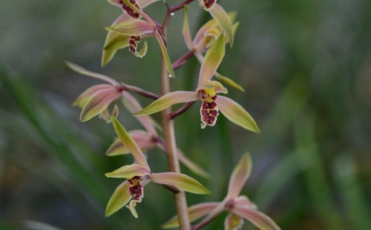 兰花草蕙兰醉霞花开