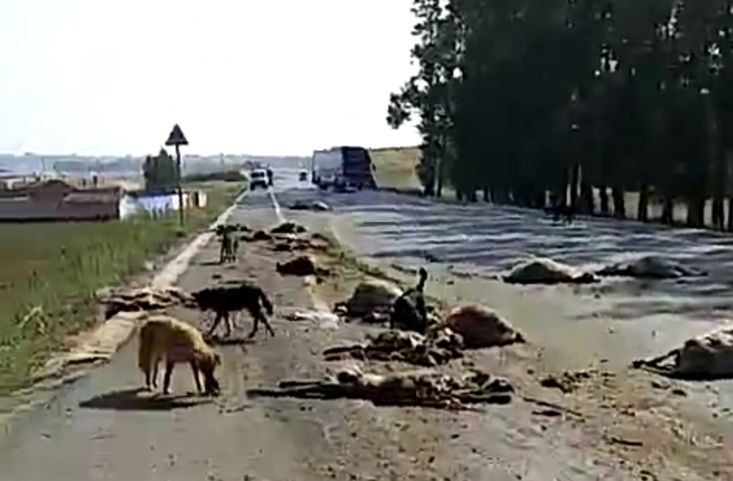 张家口羊群过马路被一半挂车撞上,路上死羊一