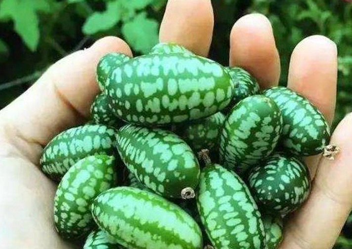 世界上最奇葩的西瓜,图1的无人敢吃,图2的需要技术