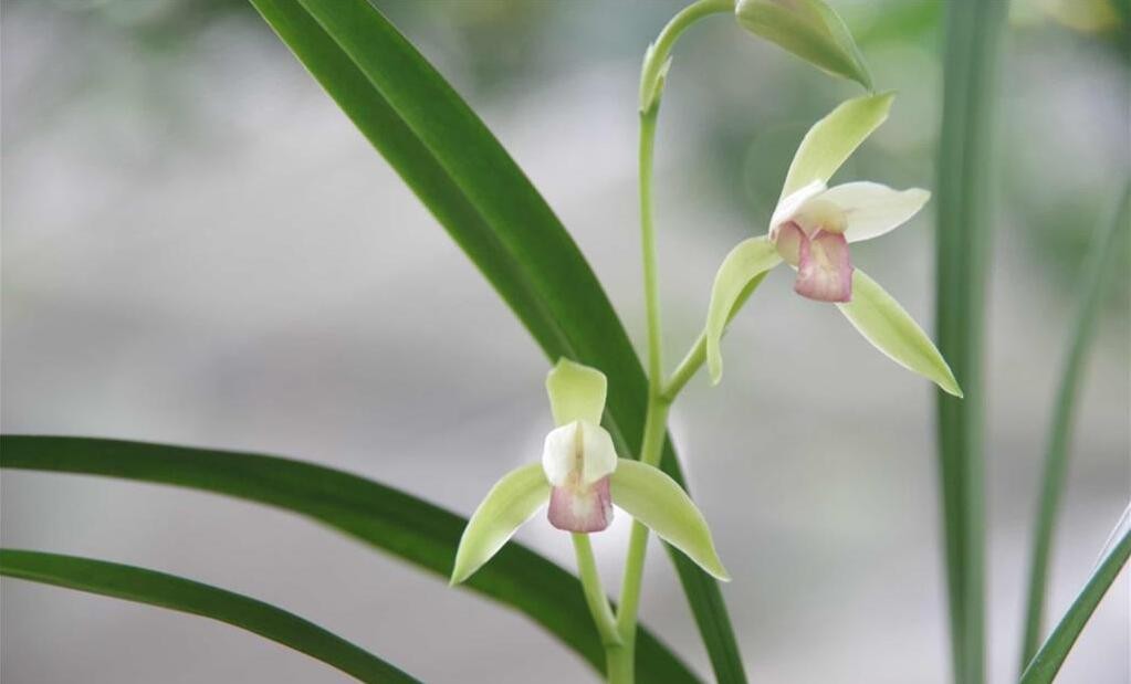 建兰四季兰红玉发大家欣赏(茈林兰轩)