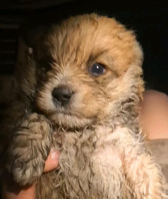 小流浪狗被淋的湿漉漉的,小家伙冻得瑟瑟发抖,女孩看到于心不忍