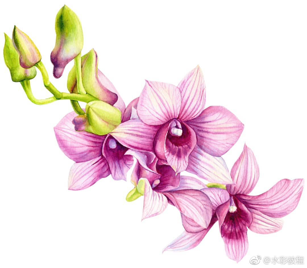 水彩花卉植物欣赏byinsgringoannart