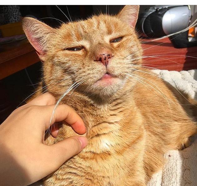 傲娇胖橘猫总是一脸嫌弃