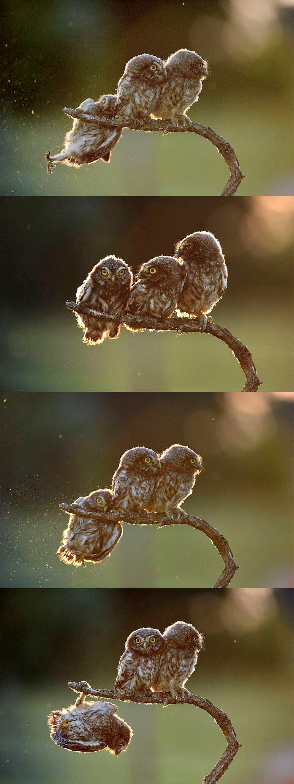 2017年趣味动物摄影大赛获奖作品|动物摄影|获奖作品|趣味_新浪新闻