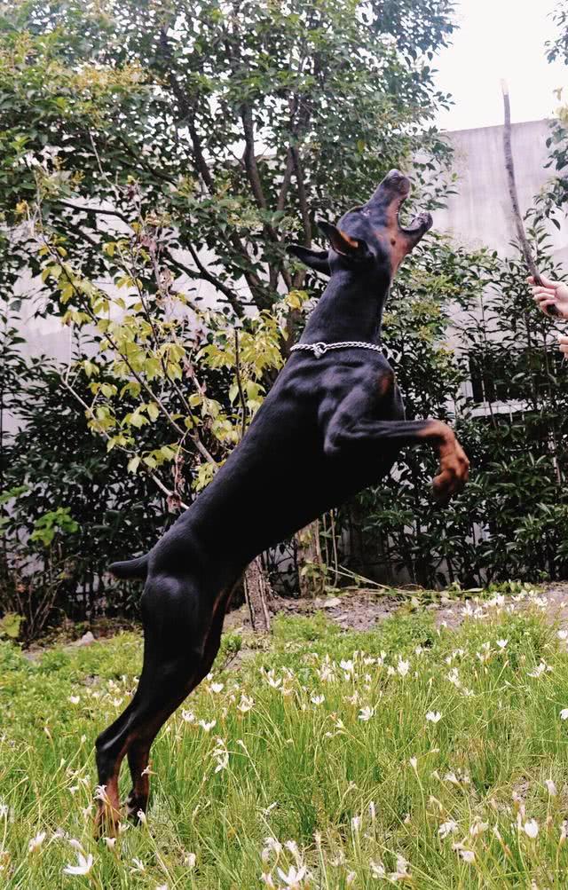 世界上优秀的十大护卫犬:藏獒垫底第十,马犬力压德牧第三