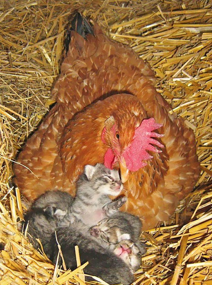 母鸡是动物世界里最好的妈妈, 看看它都养育过哪些"宝宝"