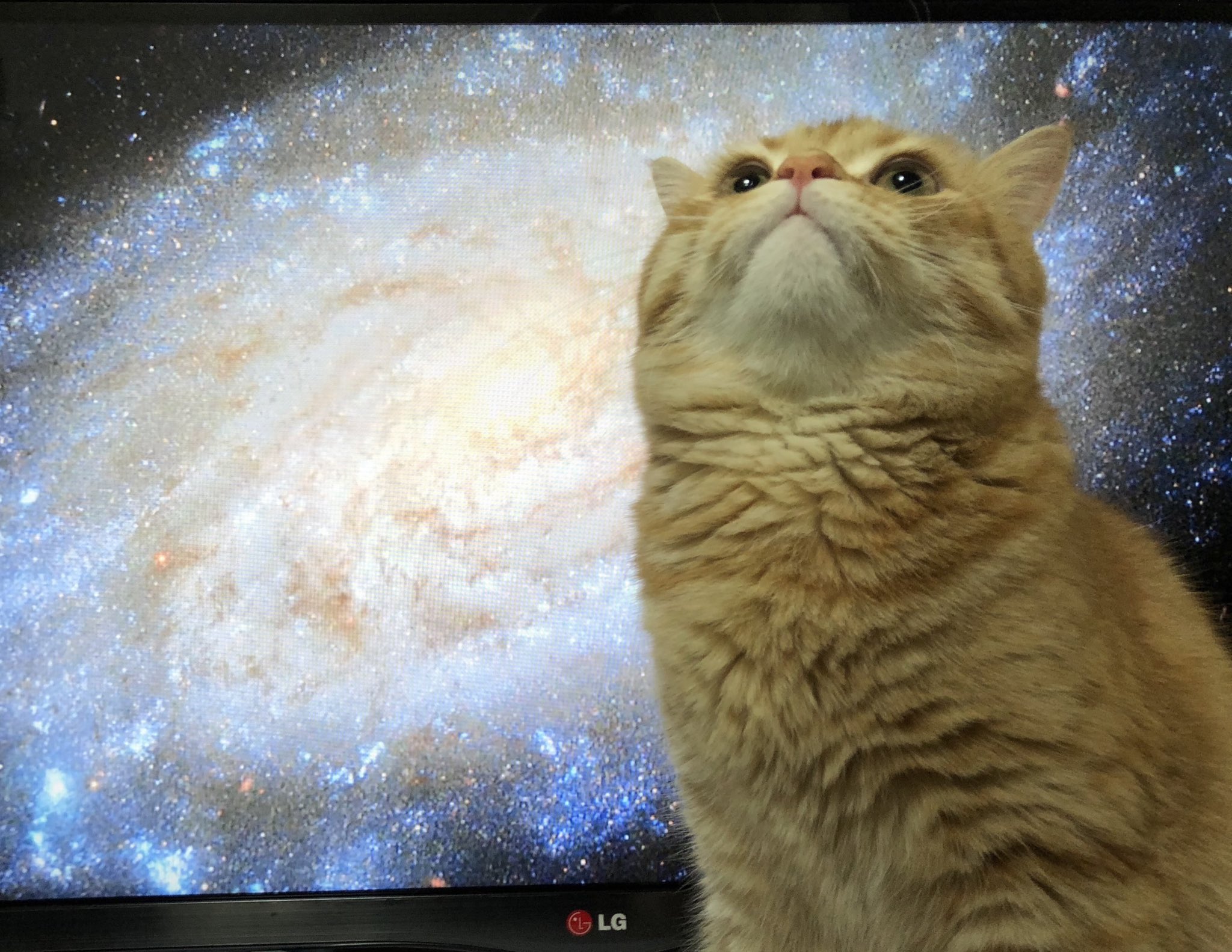 电视正在播放类似宇宙的场景,这时猫跑了过来