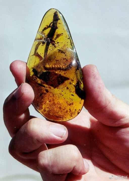 冰封的生命——虫珀之美