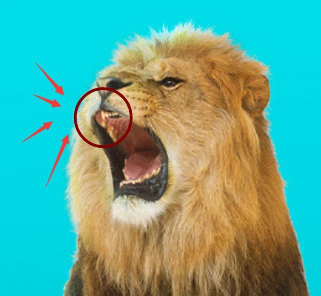 rng又发赛前海报: 打野盲僧, "狮口拔牙"将sng打回原形