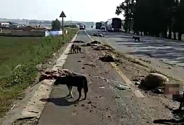 张家口羊群过马路被一半挂车撞上,路上死羊一