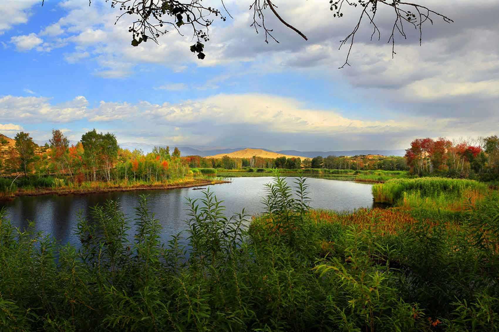 蓝天净湖野荷,白沙芦苇红枫,哈巴河白沙湖