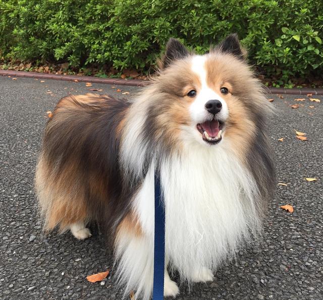 爱笑的狗子运气都不会太差,萌萌的小号牧羊犬——喜乐蒂!