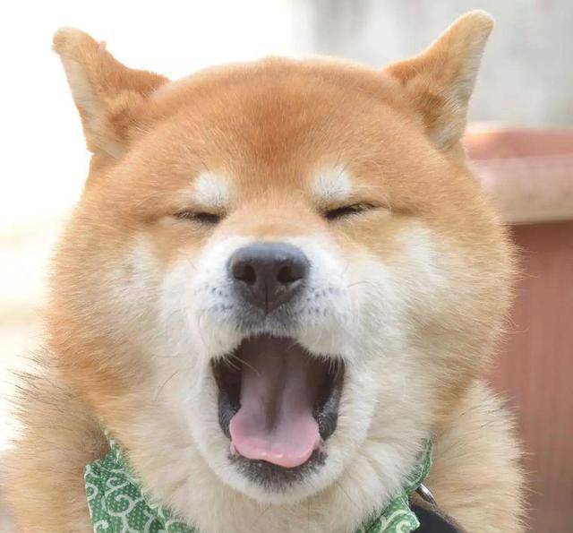 除了睡觉这是傲娇的狗还喜欢吐舌头没有表情的脸配上可爱的小舌头可谓