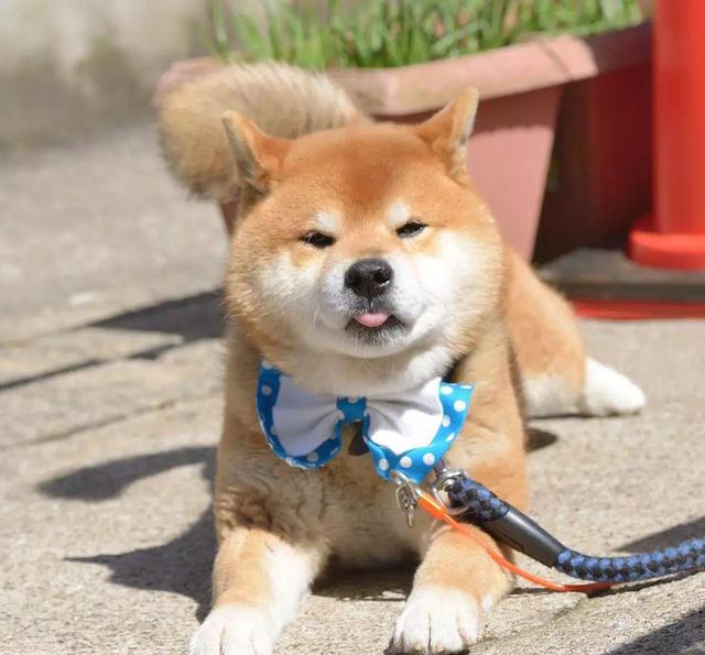 脸人家在ins上可是柴犬界的网红不知多少人为了一睹真容千里迢迢跑