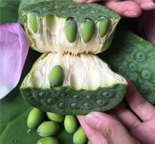 夏天这些水果, 新鲜美味, 营养丰富, 错过又要等一年|莲子|莲蓬|营养