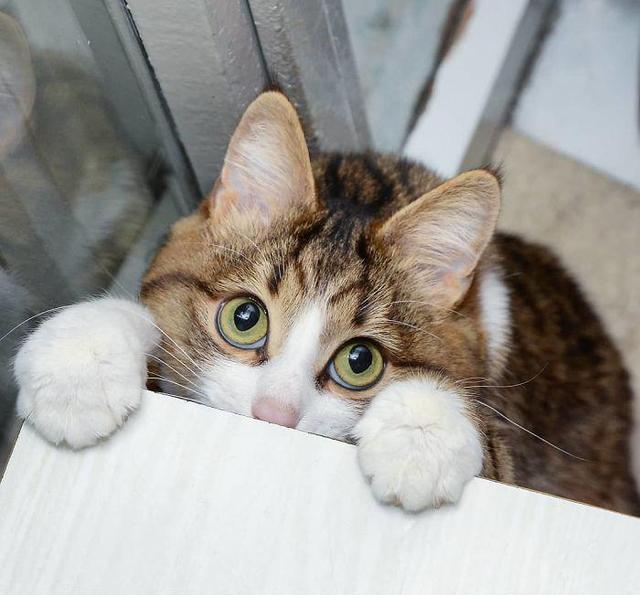 喵星人无限卖萌当之无愧表情帝