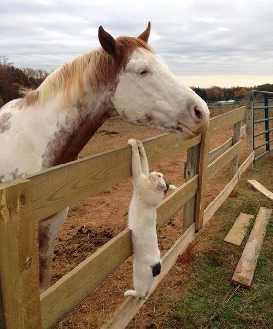 带猫咪去马场, 它对马一见钟情!