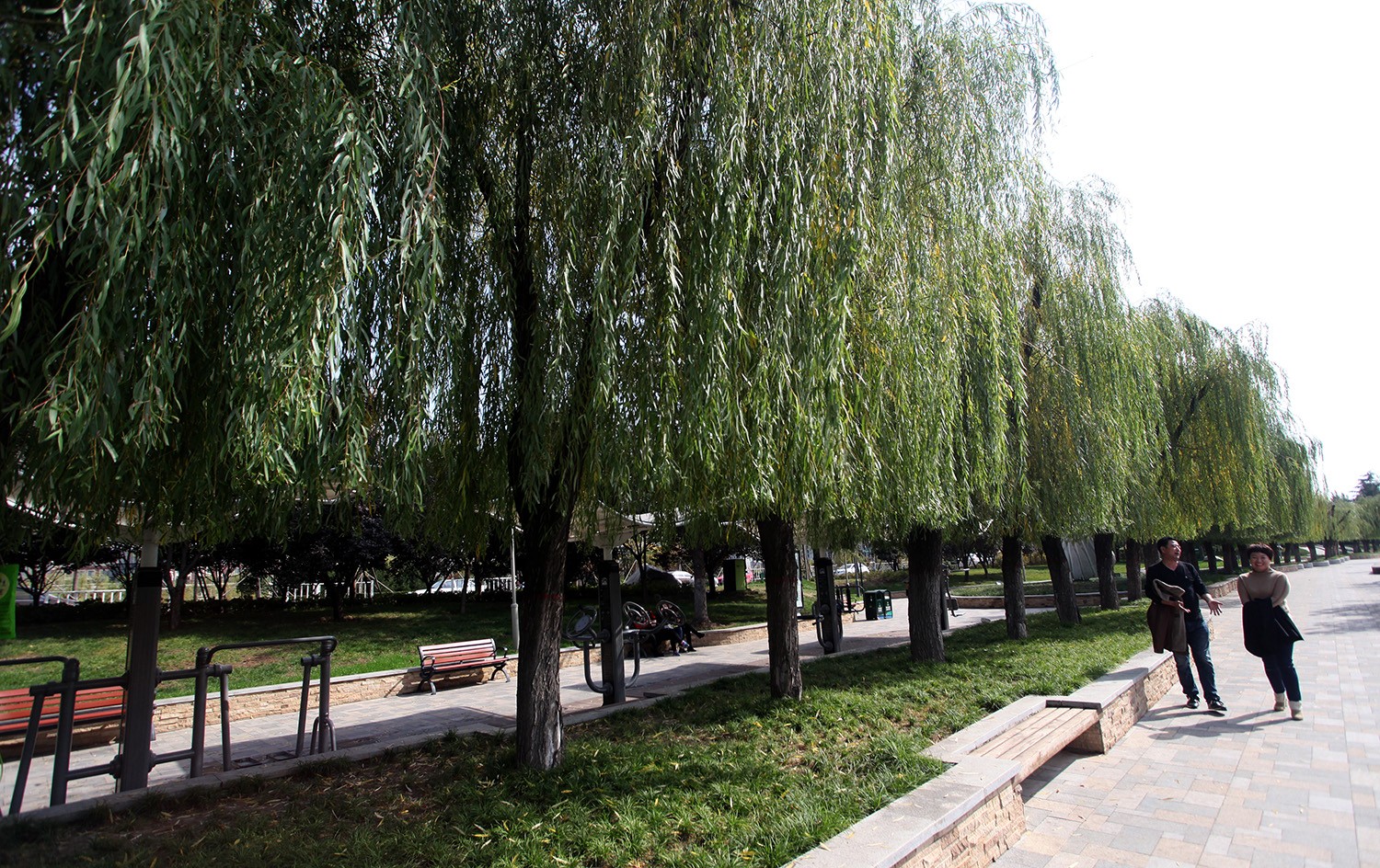 西安一公园202棵柳树被剪成"齐刘海"