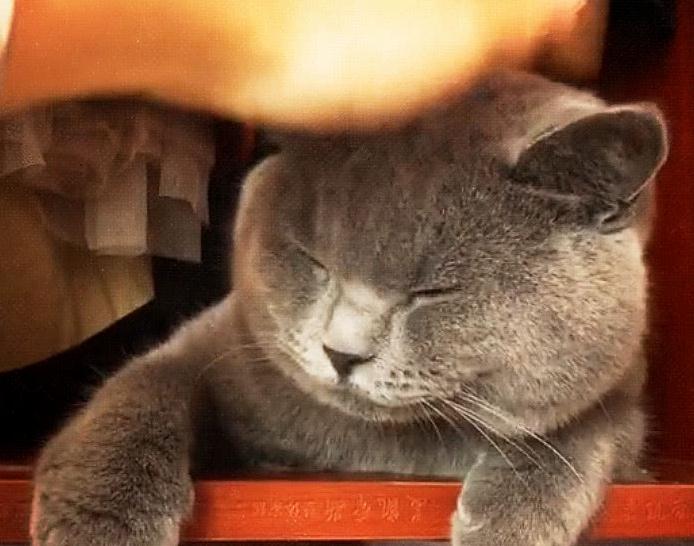 摸了两下猫头,主子冷眼射出一道光:你再碰一下试试