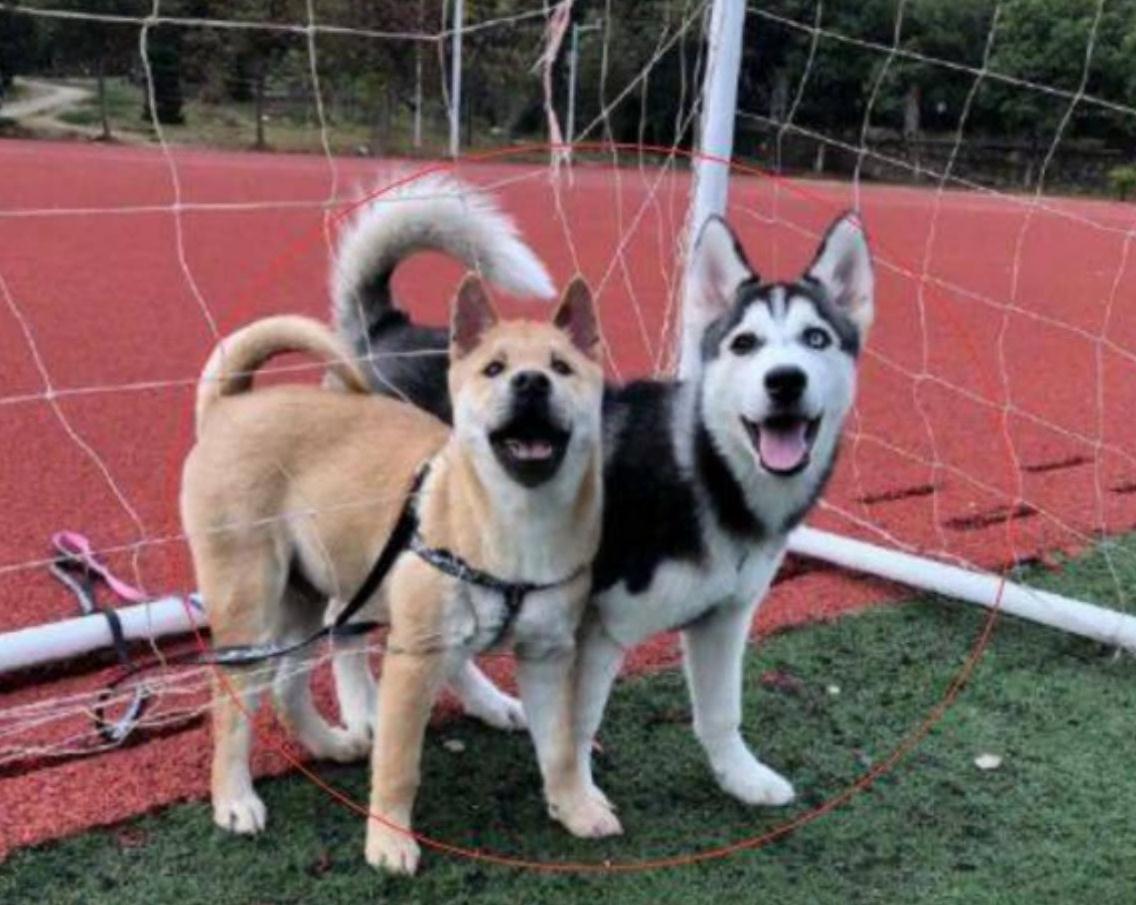 哈士奇偶遇一只中华田园犬,结果没过多久,二哈就把田园犬带偏了