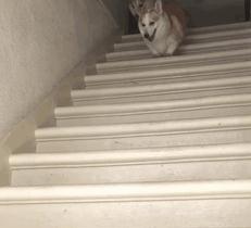 二哈表情包界扛把子地位不保柯基一统表情江湖非我莫属