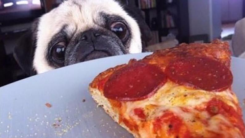 这些可爱的狗狗鬼鬼祟祟就把主人的披萨吃光了!