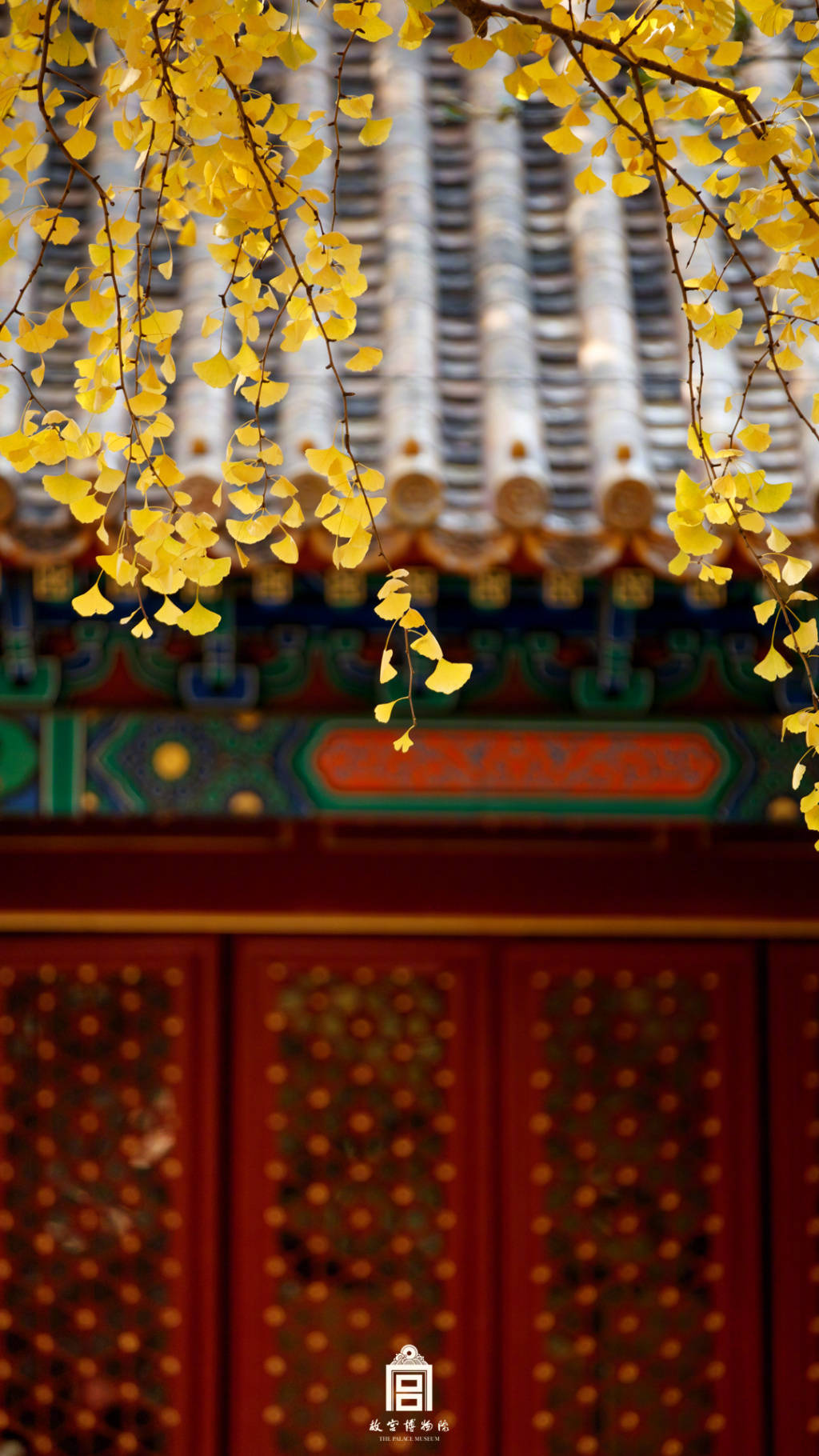 红墙黄瓦银杏叶故宫秋景美如画故宫博物院