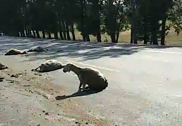 张家口羊群过马路被一半挂车撞上,路上死羊一