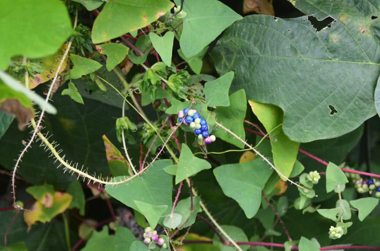 农村一种公认的害草,被民间誉为毒蛇克星,价值珍贵一斤卖20元