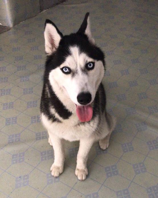 谈到这二哈怎么来的就心酸:希望能领养别买卖,养了请负责