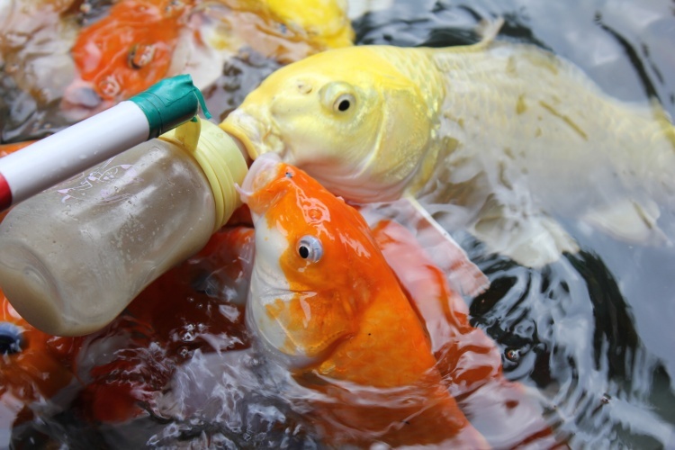 "吃奶鱼"亮相郑州动物园,吸引众多孩童体验饲鱼乐趣