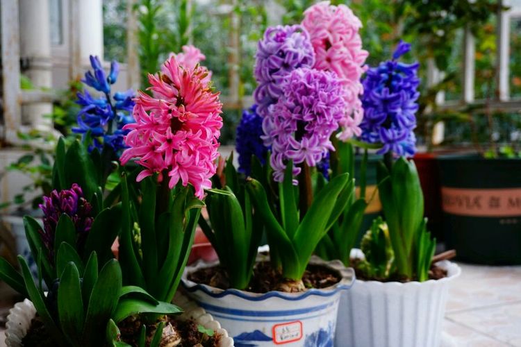 秋冬季最好养的花遇水就能活花期长漂亮又芳香值得拥有