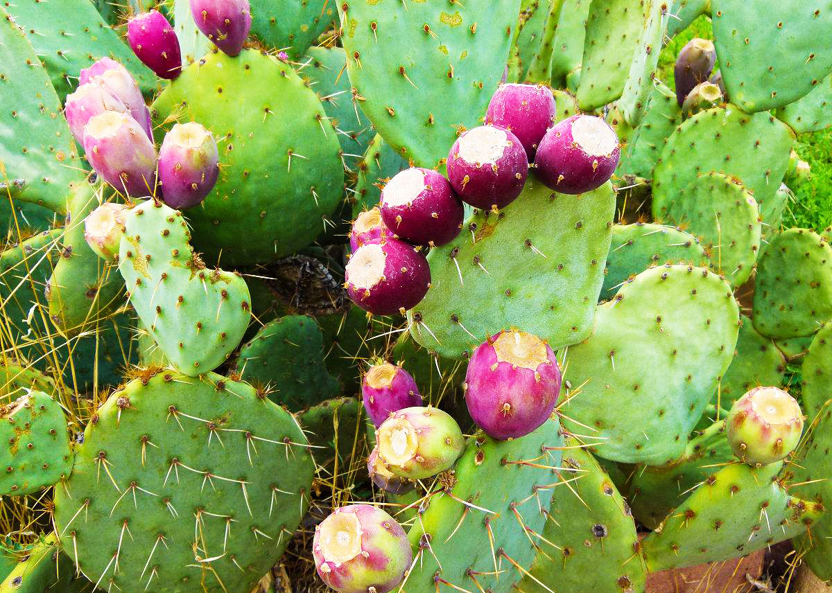全身带刺形似火龙果,是养颜减肥,降血糖佳品|仙人掌果|野果|火龙果