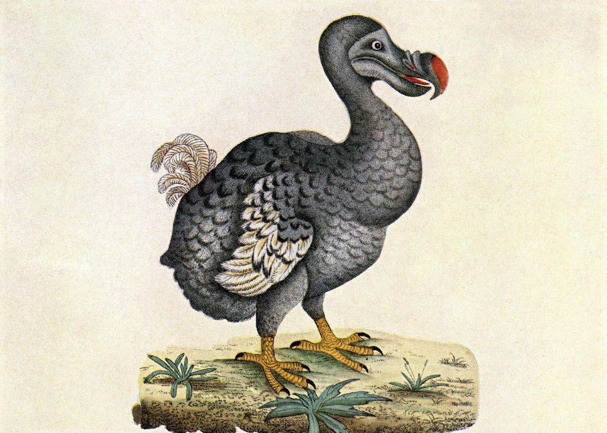这种不会飞的鸟, 它的骨架拍卖竟然高达440万!