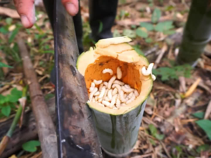 小伙发现一根大竹子里有异样, 劈开一看,小伙惊喜不已|竹子|小伙|竹虫