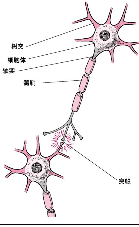 切片后发现,他的大脑与普通人比起来最大的不同在于,他脑部的神经元