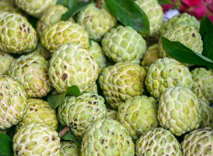 最奇特的南方水果,大部分北方人不认识,全认识的是大佬_新浪看点