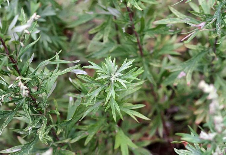 农村这种野草治疗蚊子带给农民的疼痛哟还可以止血呢