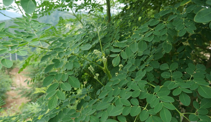 云南满泽辣木籽精选原产国印度辣木籽大颗粒|辣木籽